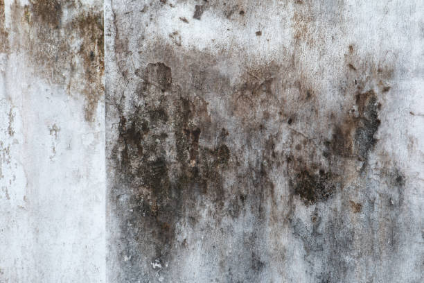 Best Mold Damage Restoration  in West Hurley, NY