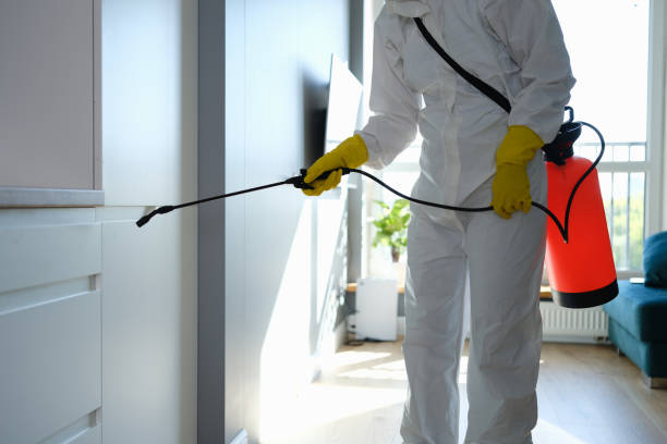 Best Attic Mold Removal  in West Hurley, NY