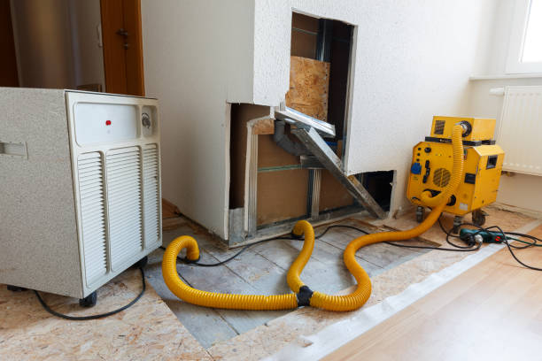 Best Black Mold Removal  in West Hurley, NY