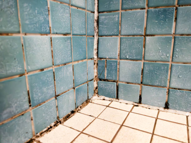 Best Environmental Consulting for Mold Prevention  in West Hurley, NY