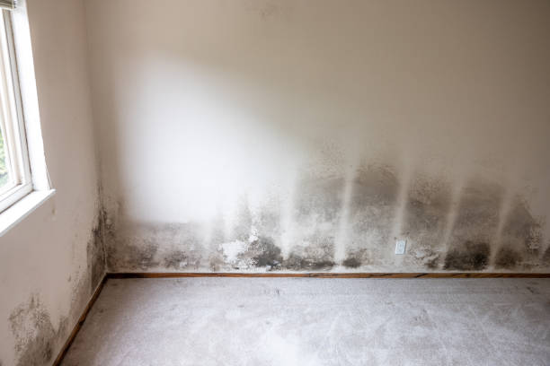 Best Commercial Mold Inspection  in West Hurley, NY