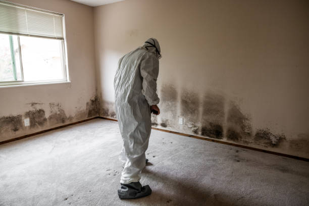 Best Forensic Mold Investigation  in West Hurley, NY