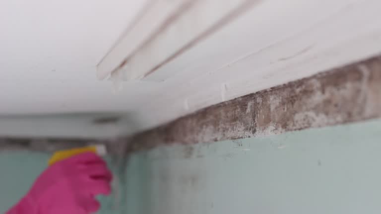 Best Asbestos and Lead Testing During Mold Inspection  in West Hurley, NY