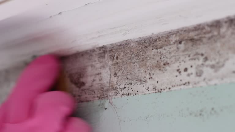 Best Comprehensive Air Testing for Mold Contaminants  in West Hurley, NY